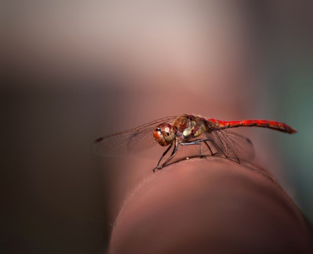 Photograph by Ірина Харитонова