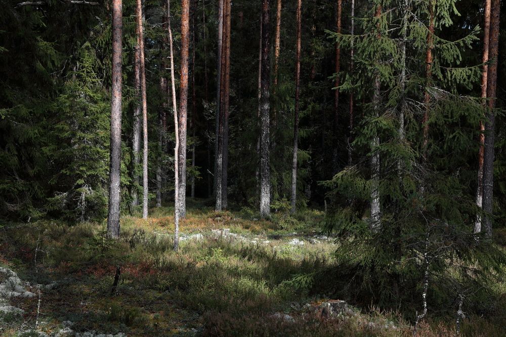 На краю бора и лета .