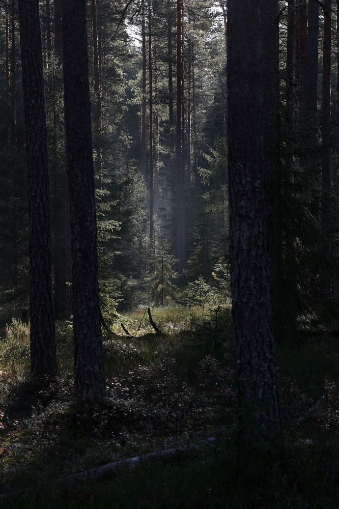 Утро в лесу