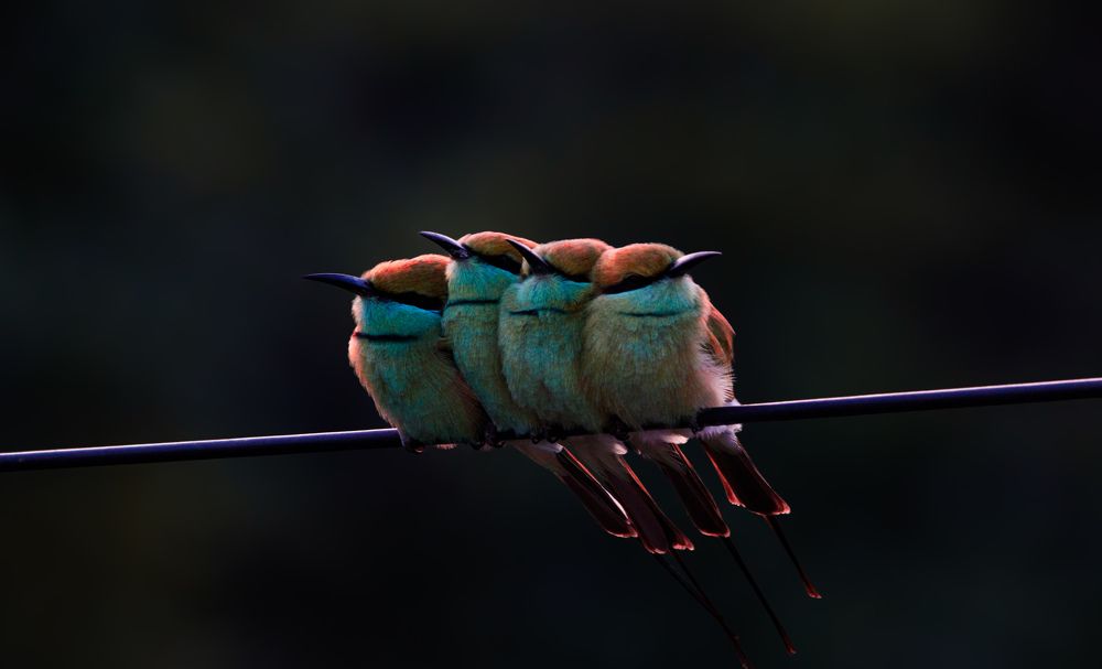 Photograph by MILAN RADADIYA