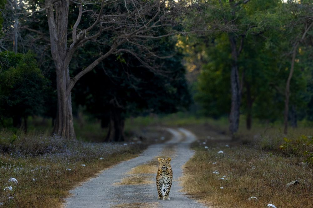 Фотография автора hitesh chawla