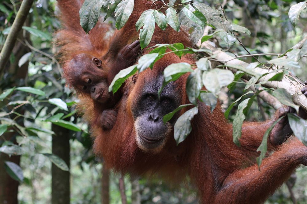 Sumatra Orangutan and baby