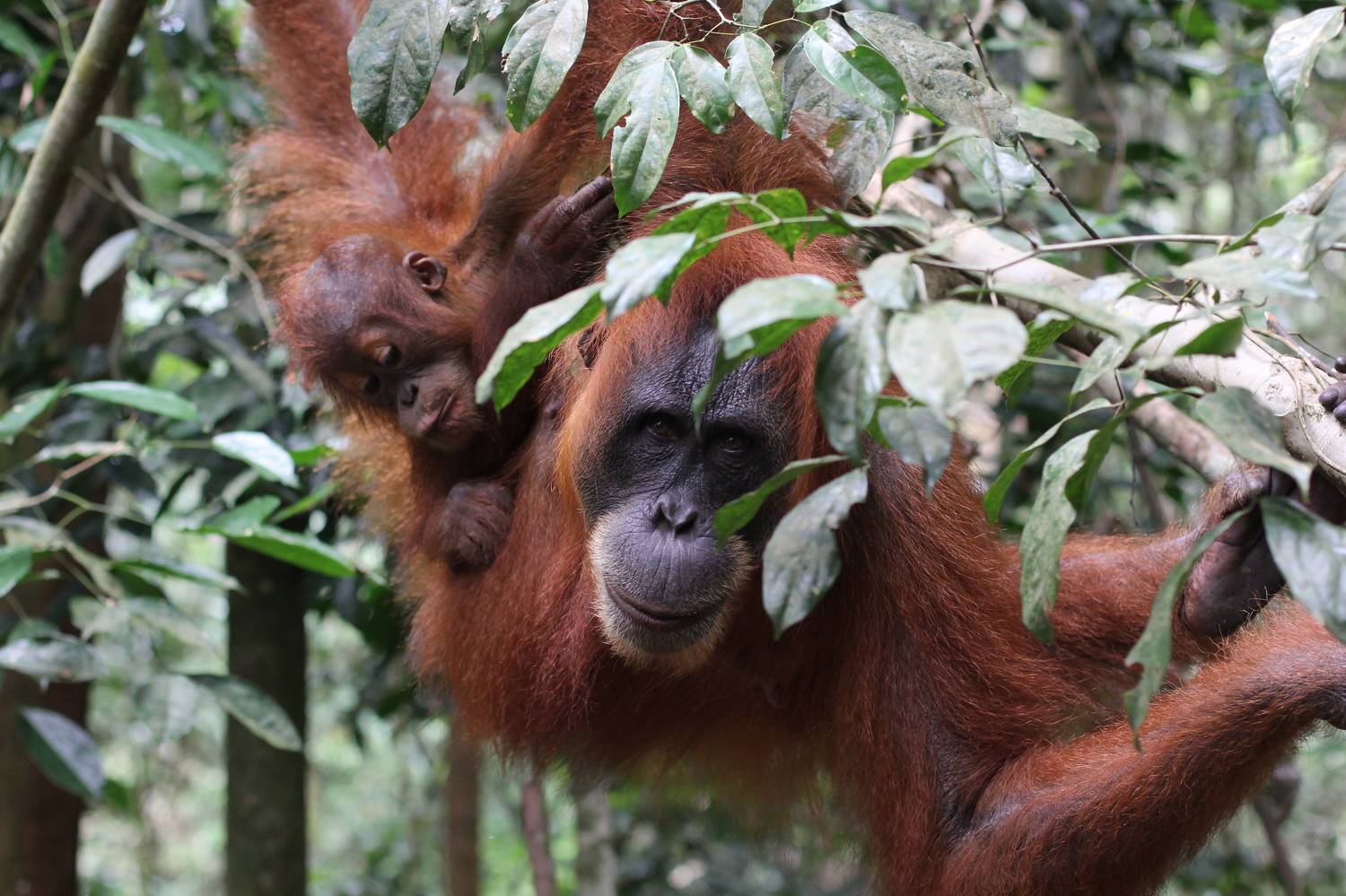 Sumatra Orangutan and baby