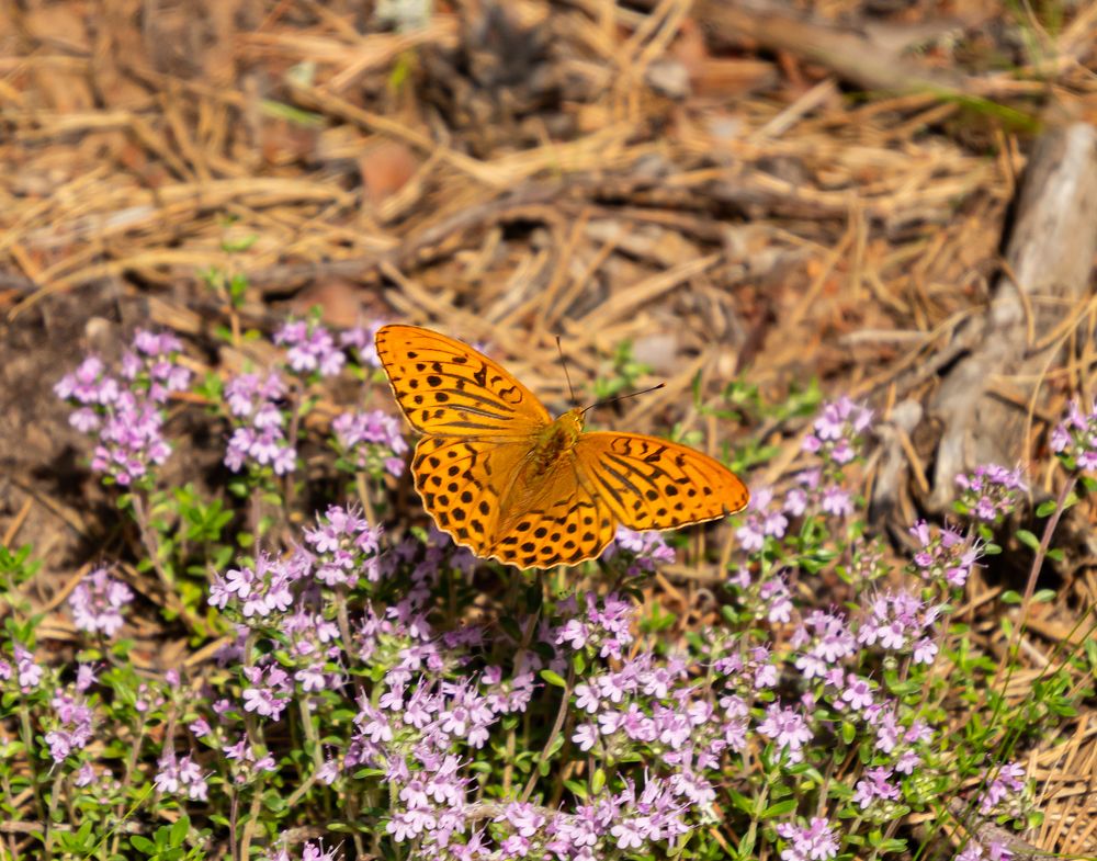 Photograph by Эдуард Седельник