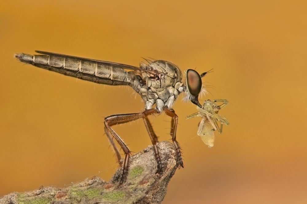Asilidae Robber fly catch spider