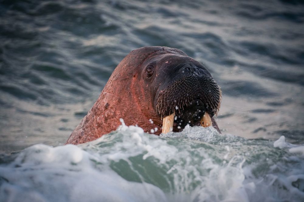 Photograph by Oleg Bogomolov