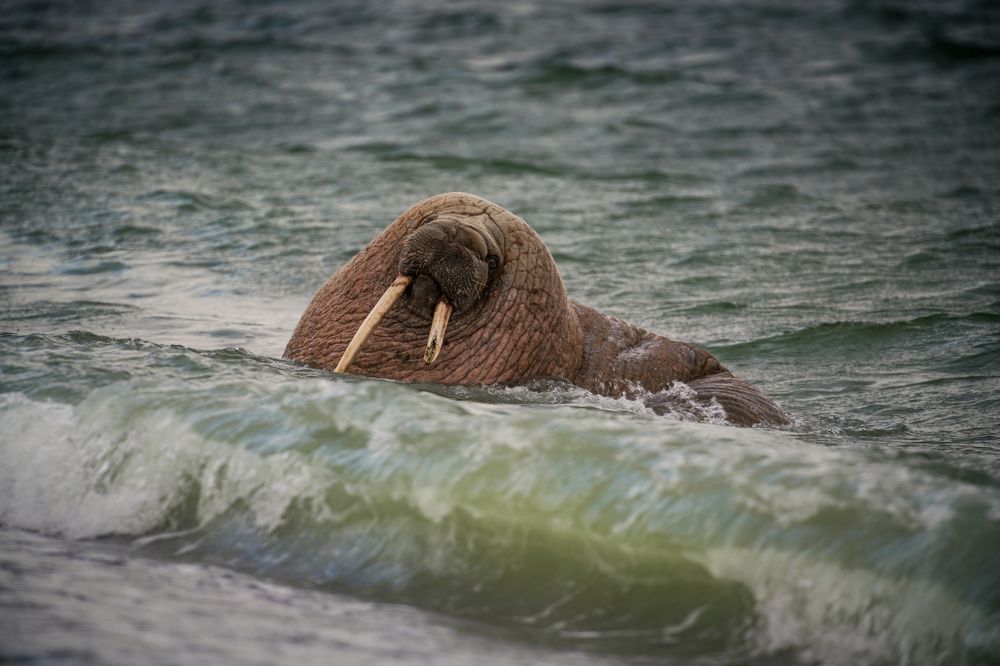 Photo #11525085
