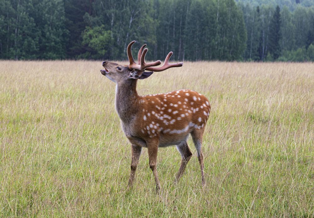 Фотография автора Каргин Валерий