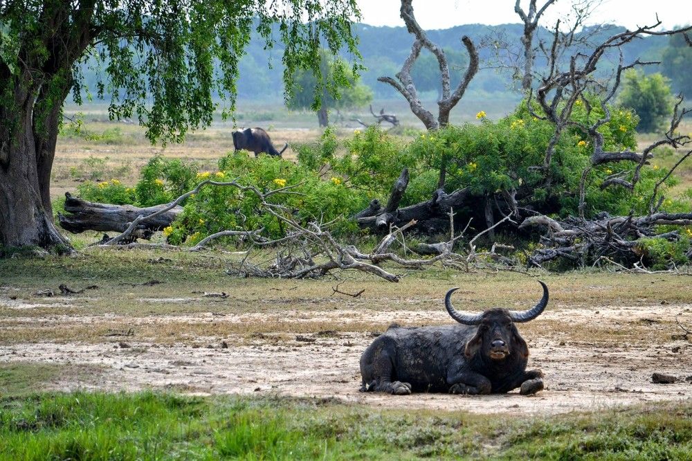Photograph by Natalya Vasilenko