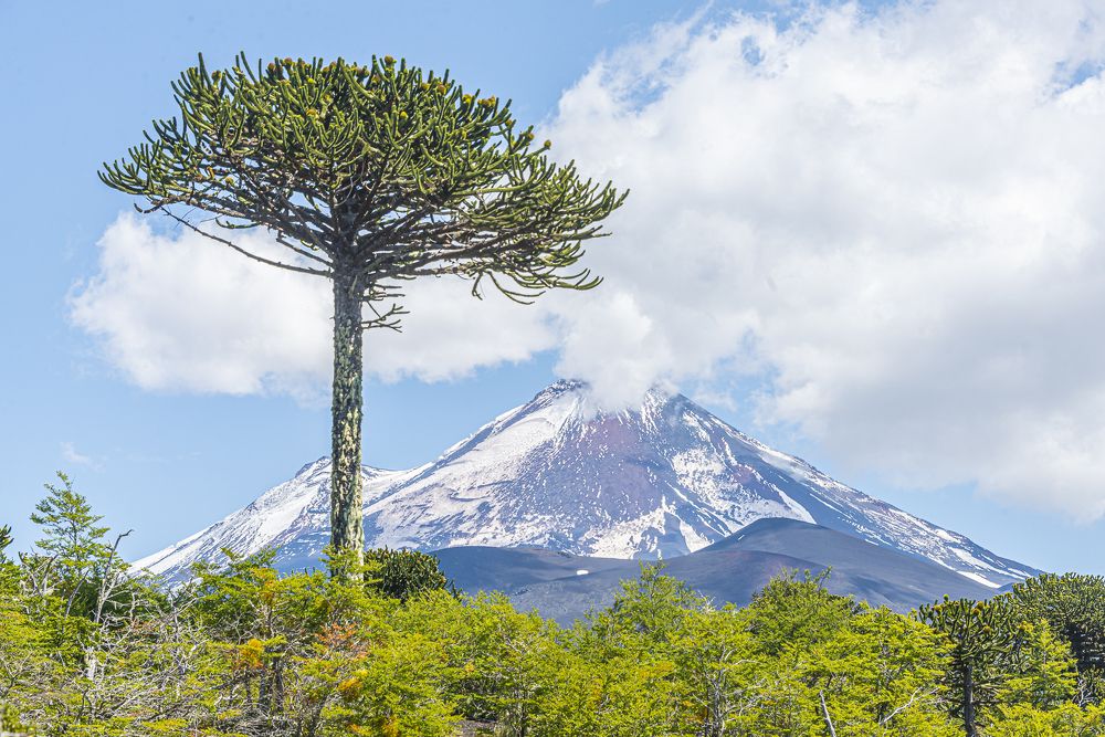 Parque Nacional Conguillio