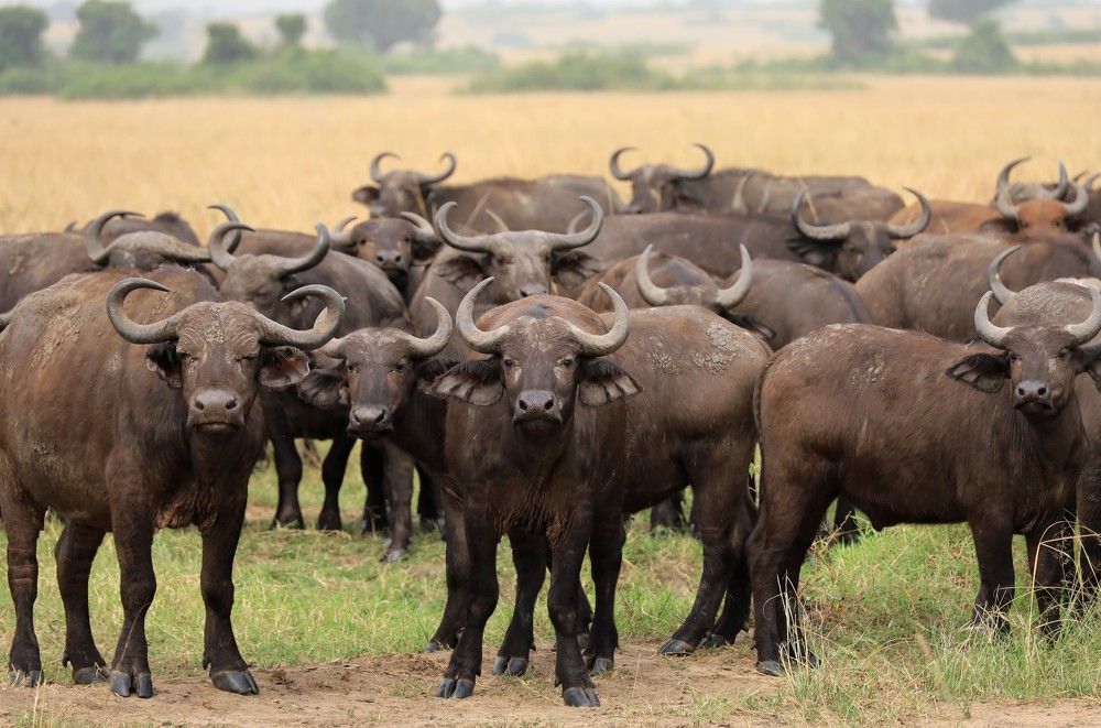 Photograph by Диана Жагрина