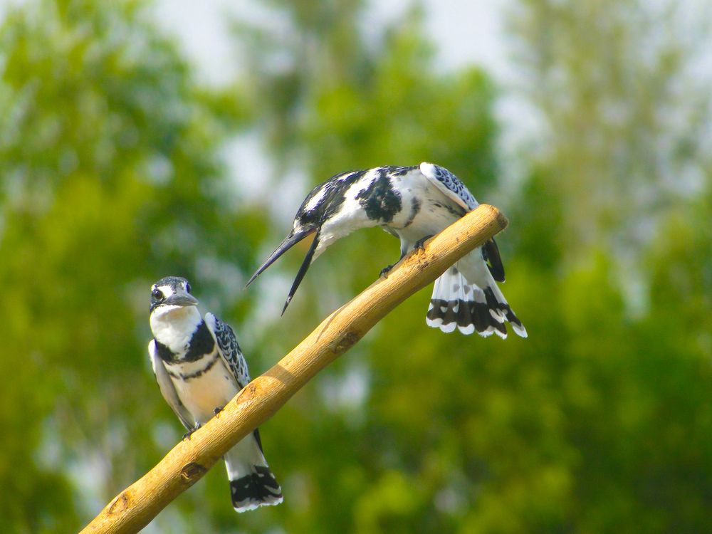 Birds of Lake Victoria