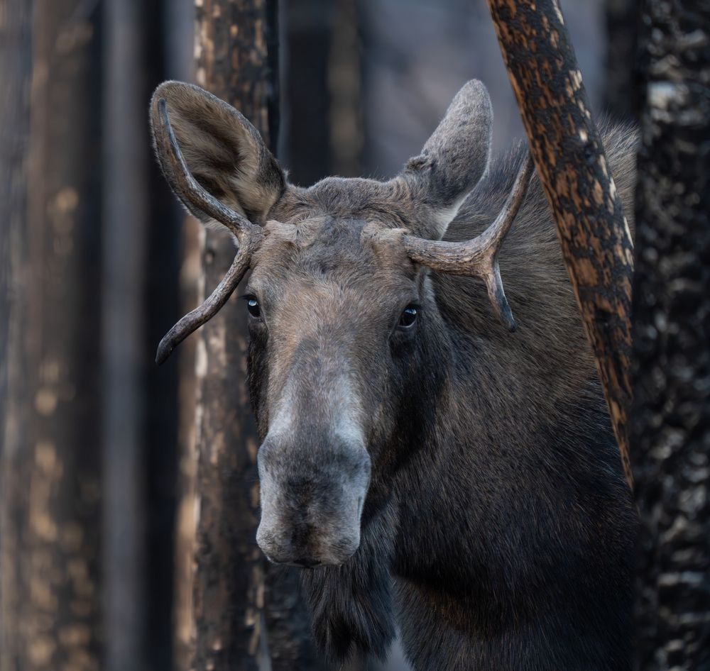 Photograph by Владимир Цветов