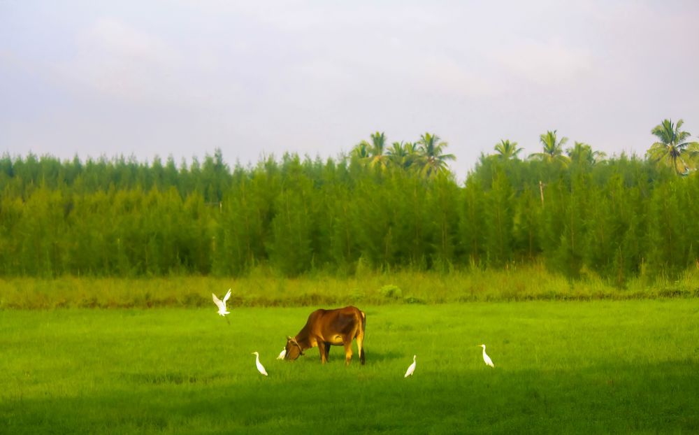 Photograph by Mathew Nishanth A