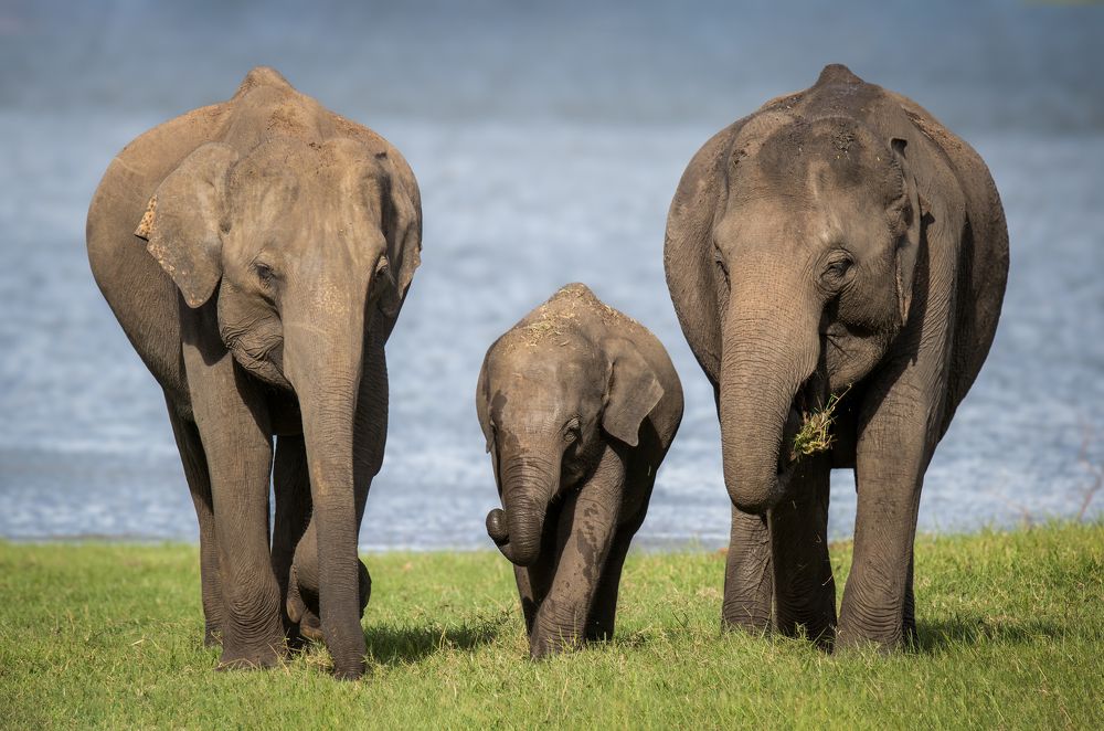 Exploring the world within the guidance from parents