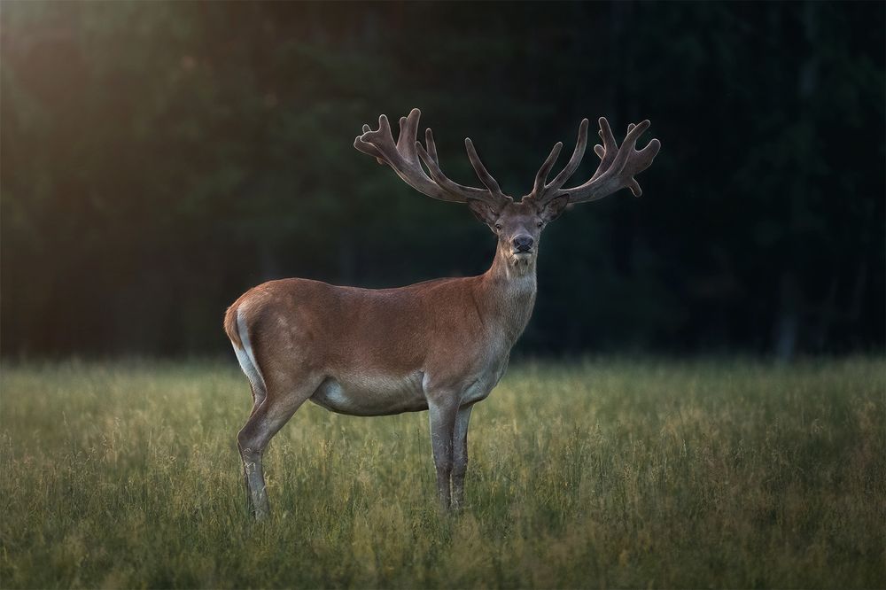 Photograph by Nephotograph