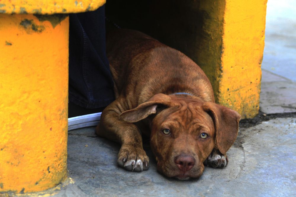 Фотография автора Suarez Silva Malva