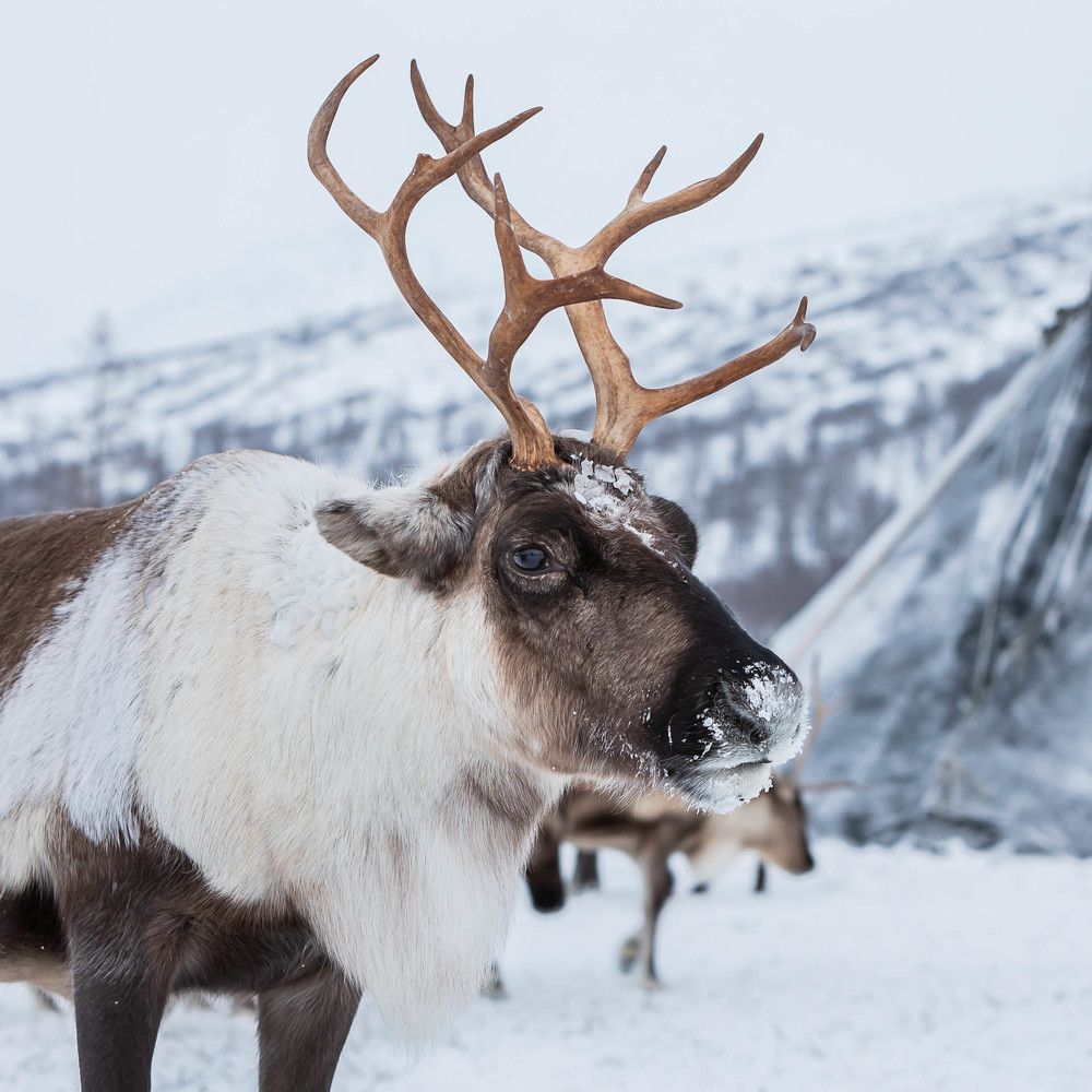 Photograph by Марина Маликова