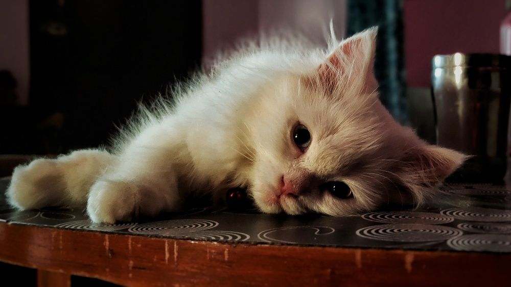 Photograph by Tushar Shetty