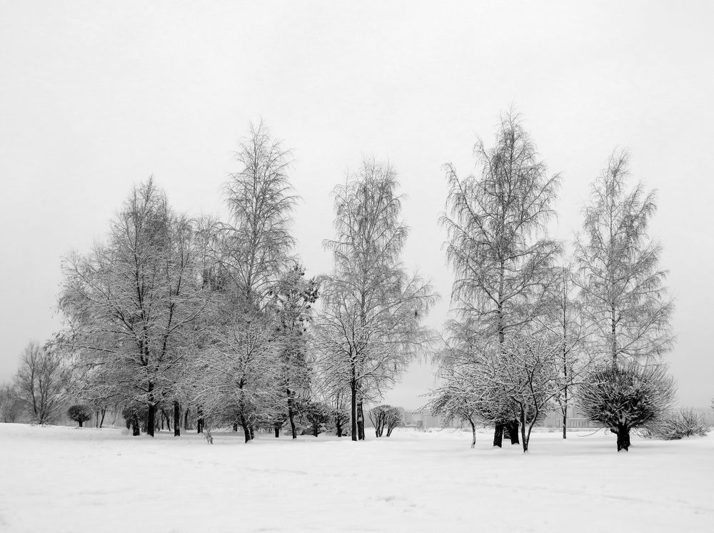 Snow-covered trees