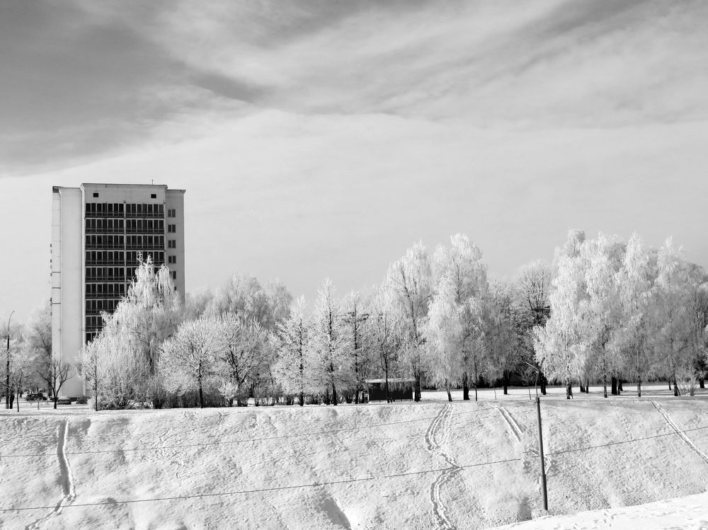 Snow-covered trees in the city
