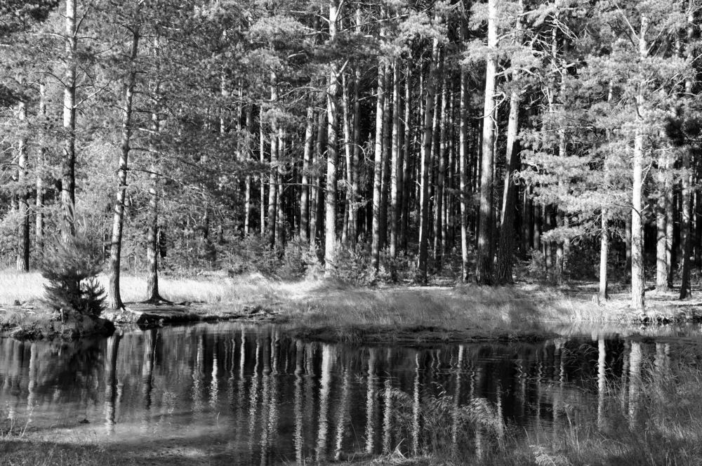 Photograph by НИНА АВЕРЬЯНОВА