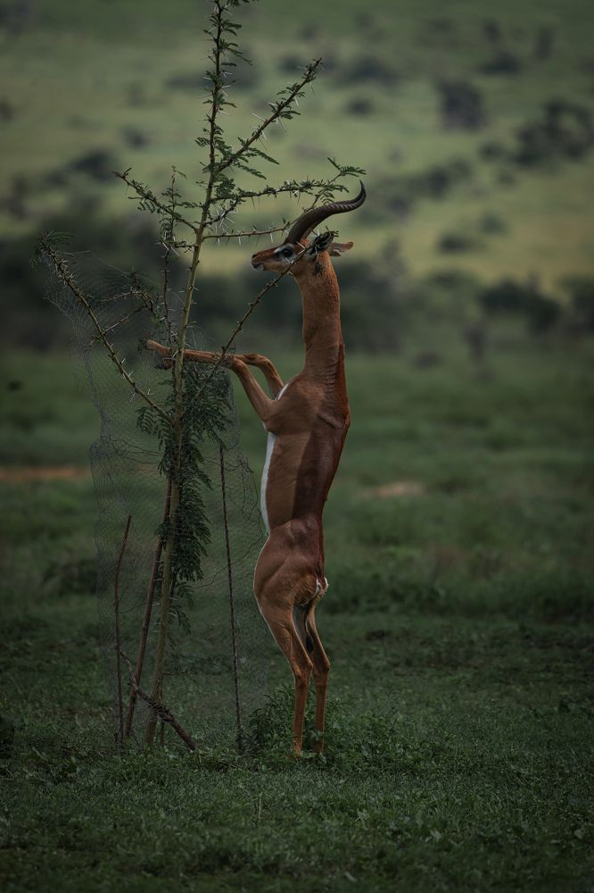 Photograph by Ольга Шайдулина