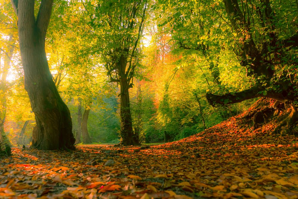 Photograph by Majid Rezaeeanpoor