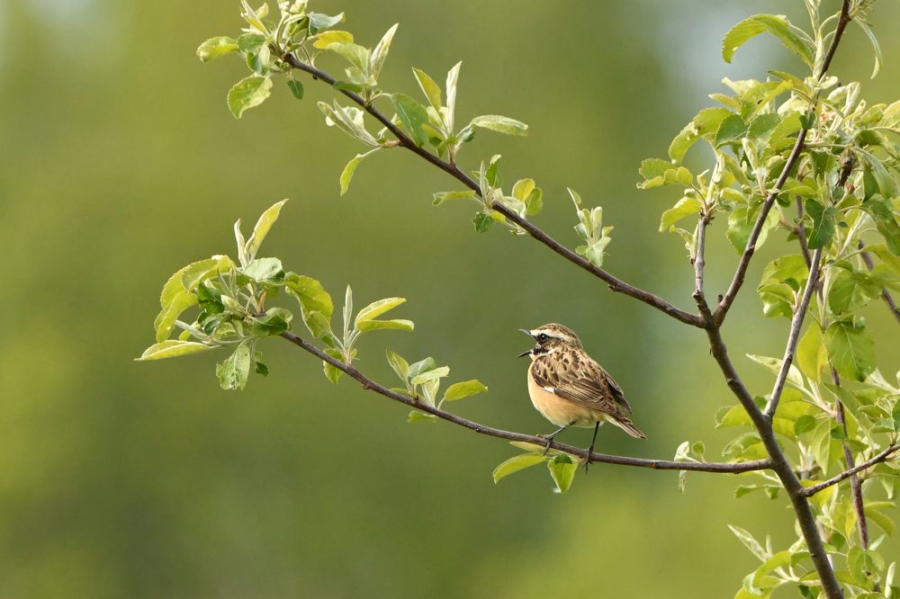 Photograph by Владимир Романов