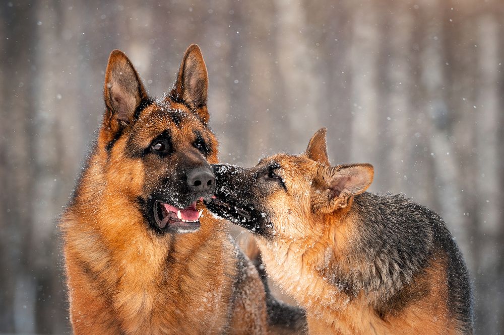 Фотография автора Оксана Серова