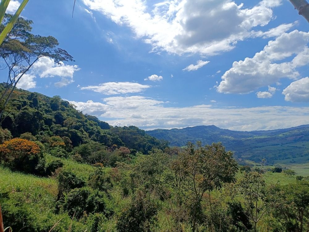 Aura con aroma a guayaba