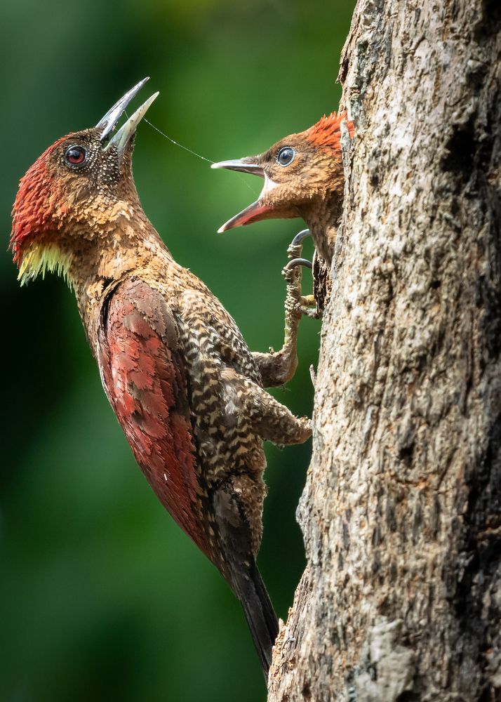 Meals delivery with loads of love