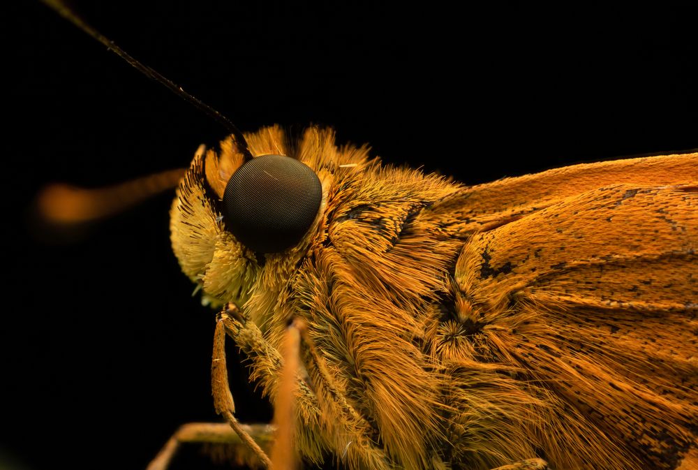 Photograph by Tharindu Gunarathna