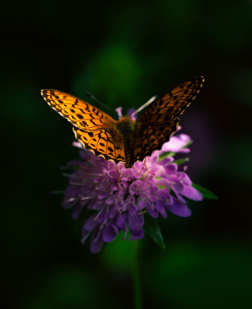 Pearl bordored fritillary butterfly