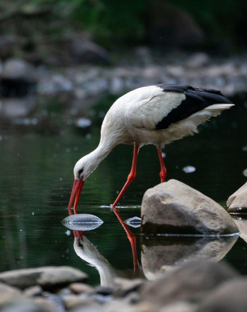 White stork