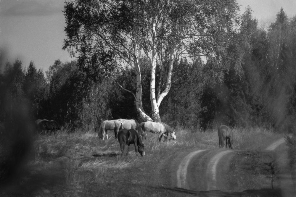 Photograph by Nephotograph