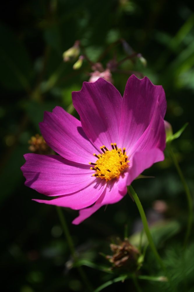 The Mystery of Cosmea