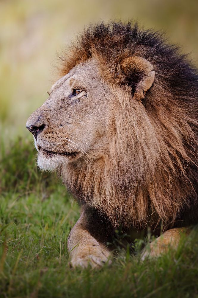 Lion's Contemplation