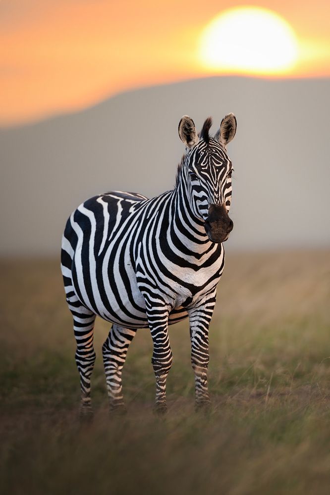 A Zebra in the Golden Hour