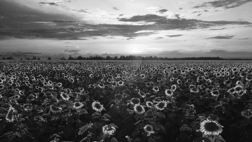 Photograph by Васильев Владимир