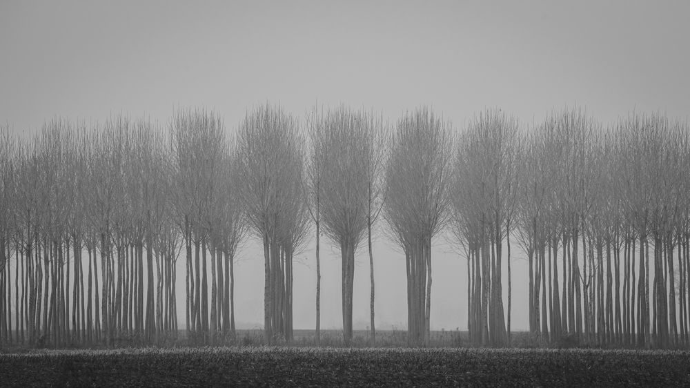 Photograph by Luca Menotti