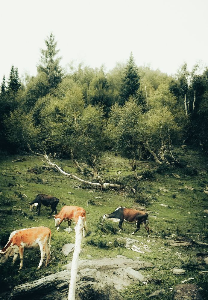 Photo #11530522