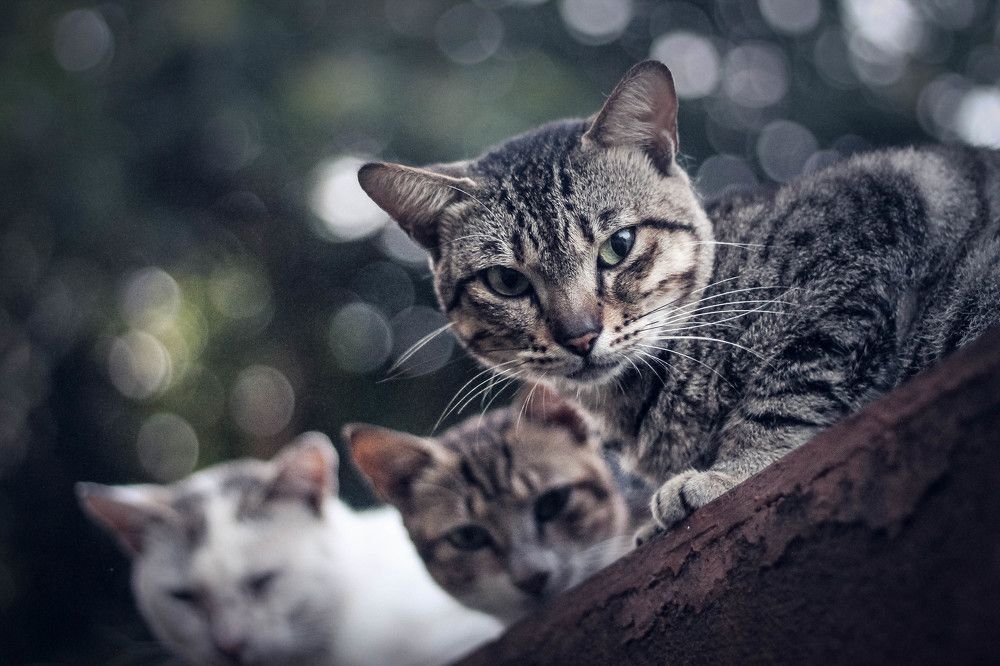 Photograph by Sineth Chanthula Weerasingha