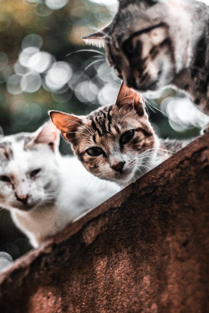 Photograph by Sineth Chanthula Weerasingha