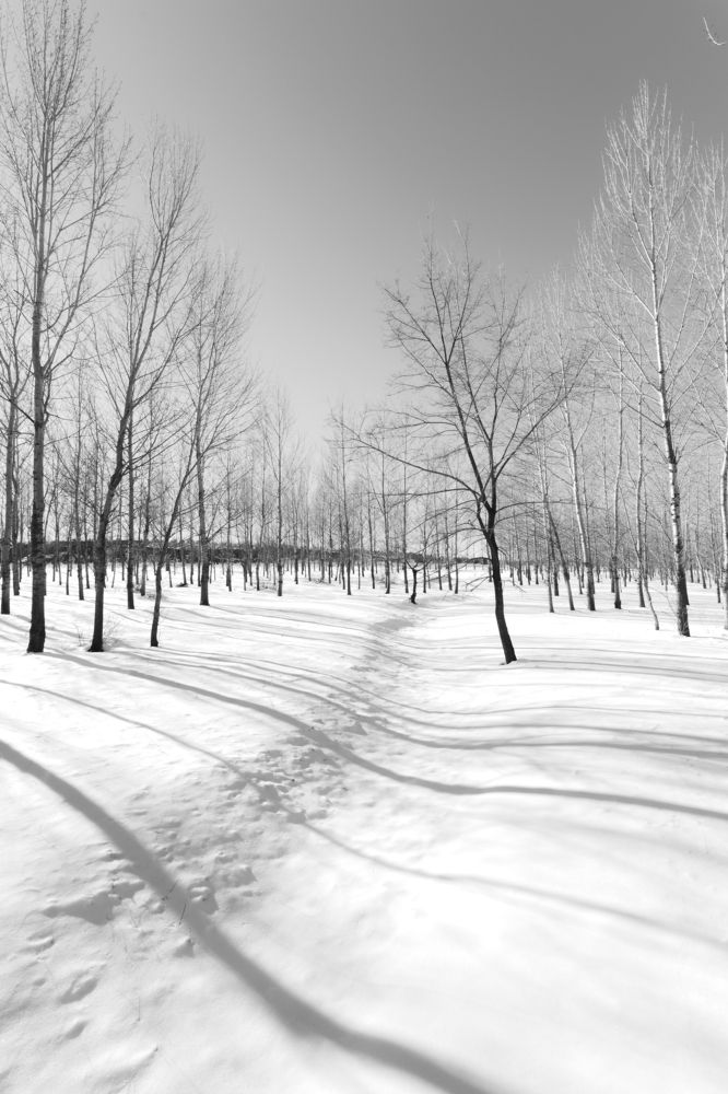 Photograph by Chen Chen