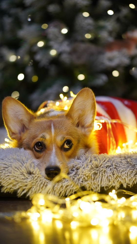 Фотография автора Ирина Павлова