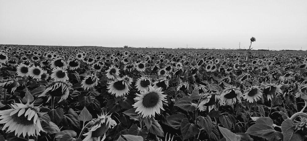 Фотография автора Ольга Мусина