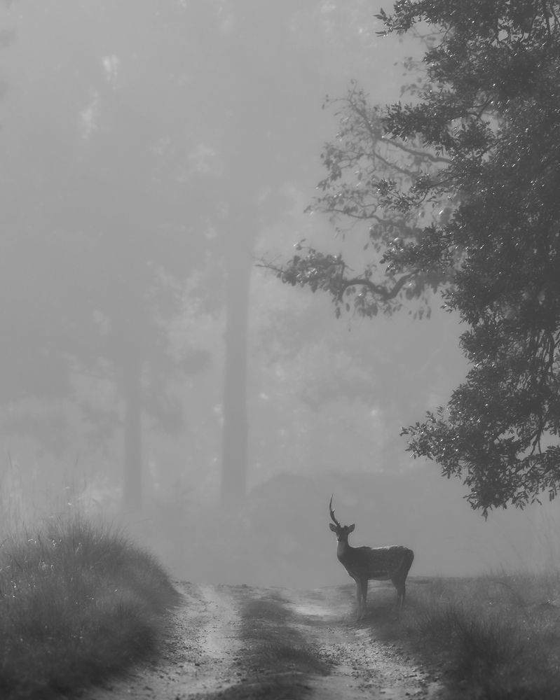 If melancholy had a mascot