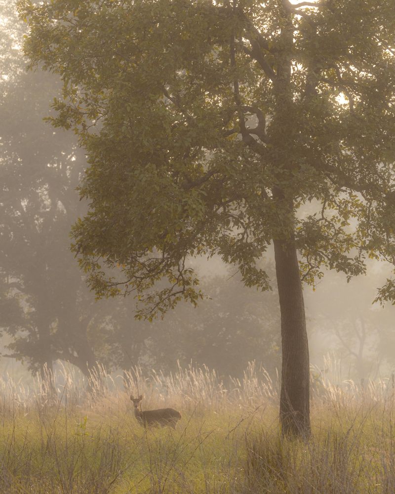 Фотография автора Aryaman Dhiman