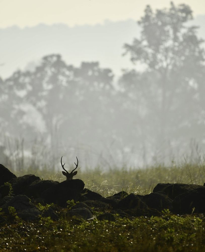 Фотография автора Aryaman Dhiman